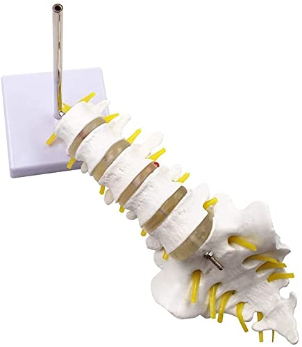 Modelo de anatomía, Muñecas educativas 1: 1 Tamaño de la vida Vertebras lumbar Conjunto de columna vertebral Modelo de anatomía, modelo de la columna humana para el quiropráctico Oficina de osteópatas