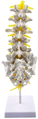 Modelo de anatomía, Muñecas educativas 1: 1 Tamaño de la vida Vertebras lumbar Conjunto de columna vertebral Modelo de anatomía, modelo de la columna humana para el quiropráctico Oficina de osteópatas