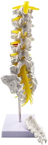 Modelo de anatomía, Muñecas educativas 1: 1 Tamaño de la vida Vertebras lumbar Conjunto de columna vertebral Modelo de anatomía, modelo de la columna humana para el quiropráctico Oficina de osteópatas