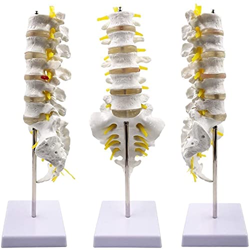 Modelo de anatomía, Muñecas educativas 1: 1 Tamaño de la vida Vertebras lumbar Conjunto de columna vertebral Modelo de anatomía, modelo de la columna humana para el quiropráctico Oficina de osteópatas