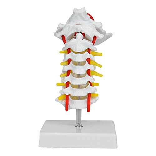 Modelo De Vértebra Cervical, Modelo De Columna Liviano Conveniente Para Bocetos De Arte Para Medicina Para Exposiciones