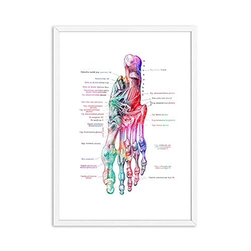 Pie Huesos AnatomíA Poster PodologíA Arte MéDicos ImpresióN Lienzo Pintura ClíNica Poster Acuarela Pared Cuadros MéDico Oficina Decoracion 30x40cmx6 No Marco