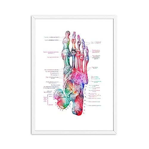 Pie Huesos AnatomíA Poster PodologíA Arte MéDicos ImpresióN Lienzo Pintura ClíNica Poster Acuarela Pared Cuadros MéDico Oficina Decoracion 30x40cmx6 No Marco