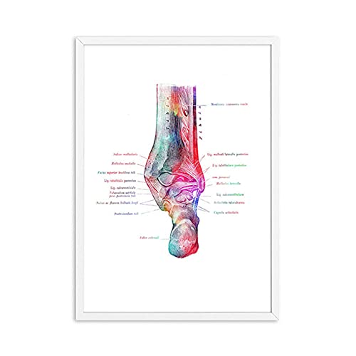 Pie Huesos AnatomíA Poster PodologíA Arte MéDicos ImpresióN Lienzo Pintura ClíNica Poster Acuarela Pared Cuadros MéDico Oficina Decoracion 30x40cmx6 No Marco