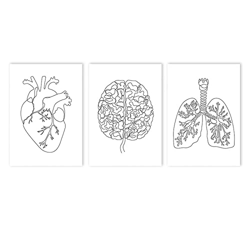 Póster artístico en lienzo de anatomía humana, pintura abstracta de cerebro, corazón, pulmón, pintura de pared en blanco y negro, imágenes artísticas impresas, decoración de la clínica