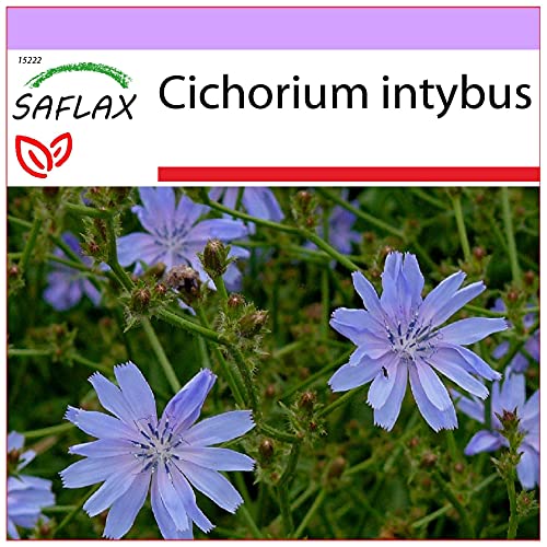 SAFLAX - Escarola - 250 semillas - Cichorium intybus