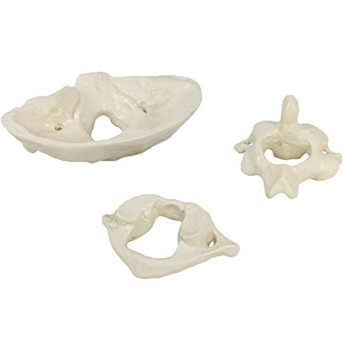 UIGJIOG Material de PVC Modelo Hueso Occipital, Modelo Educativo Modelo de Espina Cervical Humano, Modelo óseo Occipital para la enseñanza médica Ayuda