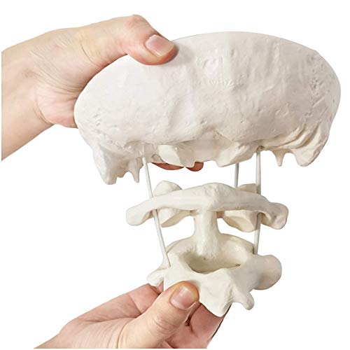 UIGJIOG Material de PVC Modelo Hueso Occipital, Modelo Educativo Modelo de Espina Cervical Humano, Modelo óseo Occipital para la enseñanza médica Ayuda