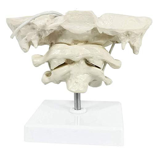 UIGJIOG Material de PVC Modelo Hueso Occipital, Modelo Educativo Modelo de Espina Cervical Humano, Modelo óseo Occipital para la enseñanza médica Ayuda