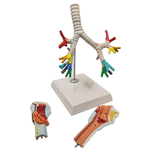 UIGJIOG Sistema Respiratorio Modelo Anatómico Anatomía Bronquial Laringe Pulmón Anatomía Humana Laringe Traqueobronquial Modelo De Árbol, La Presentación De Laringoscopio