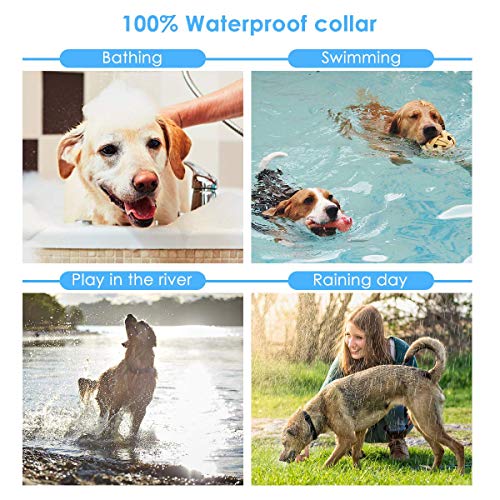 Wodondog Collar Adiestramiento Perros Impermeable y Recargable Remoto de 500 Metros