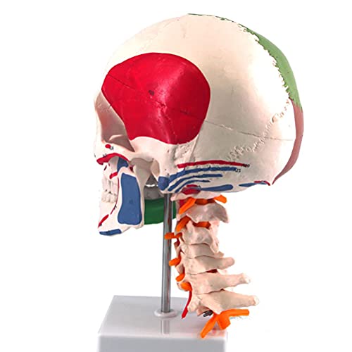 WWJJLL Modelo De Cráneo Coloreado, con 7 Modelos De Vértebra Cervical, Partición De Cráneo Humano Multifuncional Y Modelo Anatómico del Músculo del Cráneo para Enseñanza Médica Y Visualización