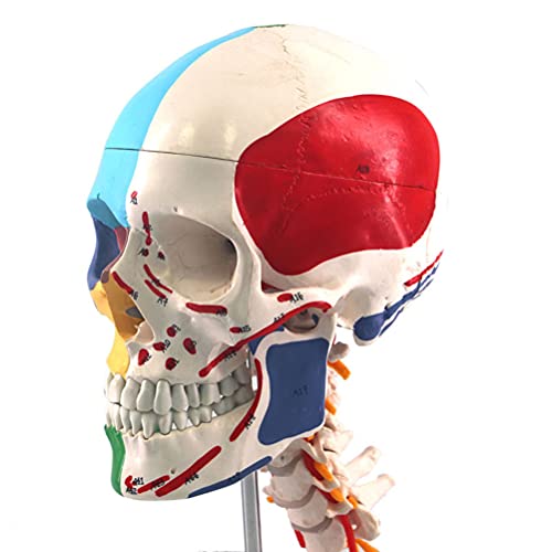 WWJJLL Modelo De Cráneo Coloreado, con 7 Modelos De Vértebra Cervical, Partición De Cráneo Humano Multifuncional Y Modelo Anatómico del Músculo del Cráneo para Enseñanza Médica Y Visualización