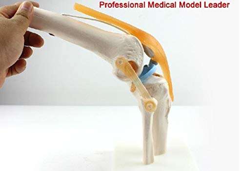 XIOFYA Palabra Clave 1pc: Enseñanza ortopédica;Modelo de Rodilla;Modelo de ligamento de Rodilla;