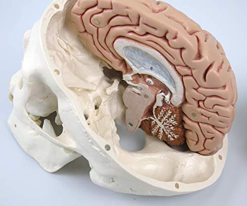 3B Scientific A20/9 Modelo Anatómico Humano - Cráneo Clásico con Cerebro, 8 Piezas, con Conexiones Magnéticas + Software de Anatomía - 3B Smart Anatomy