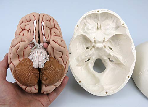 3B Scientific A20/9 Modelo Anatómico Humano - Cráneo Clásico con Cerebro, 8 Piezas, con Conexiones Magnéticas + Software de Anatomía - 3B Smart Anatomy