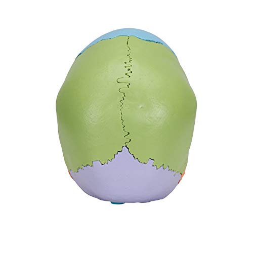 3B Scientific A291 Modelo Anatómico Humano - Cráneo Desmontable, versión didáctica con 22 Piezas