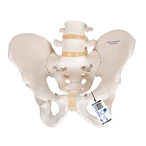 3B Scientific A60 Modelo Anatómico Humano - Esqueleto de la Pelvis, Masculino + Software de Anatomía - 3B Smart Anatomy