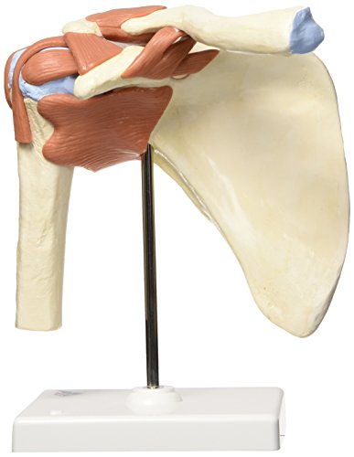 3B Scientific A80/1 Modelo Anatómico Humano - Modelo Funcional de la Articulación del Hombro, de Lujo + Software de Anatomía - 3B Smart Anatomy