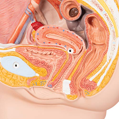 3B Scientific H10 Modelo de anatomía humana Pelvis Femenina, 2 Piezas + software de anatomía gratuito - 3B Smart Anatomy