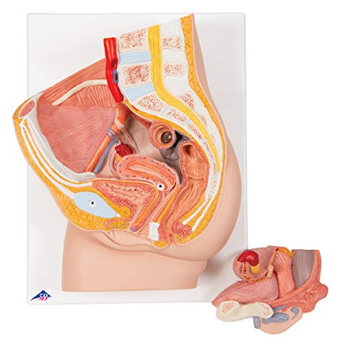 3B Scientific H10 Modelo de anatomía humana Pelvis Femenina, 2 Piezas + software de anatomía gratuito - 3B Smart Anatomy