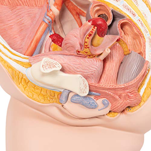 3B Scientific H10 Modelo de anatomía humana Pelvis Femenina, 2 Piezas + software de anatomía gratuito - 3B Smart Anatomy