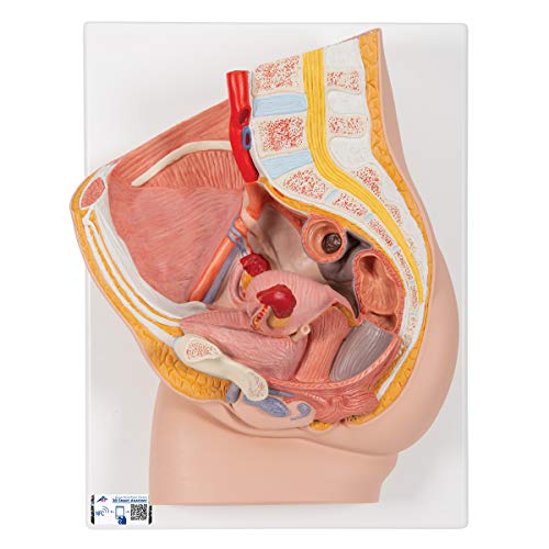 3B Scientific H10 Modelo de anatomía humana Pelvis Femenina, 2 Piezas + software de anatomía gratuito - 3B Smart Anatomy