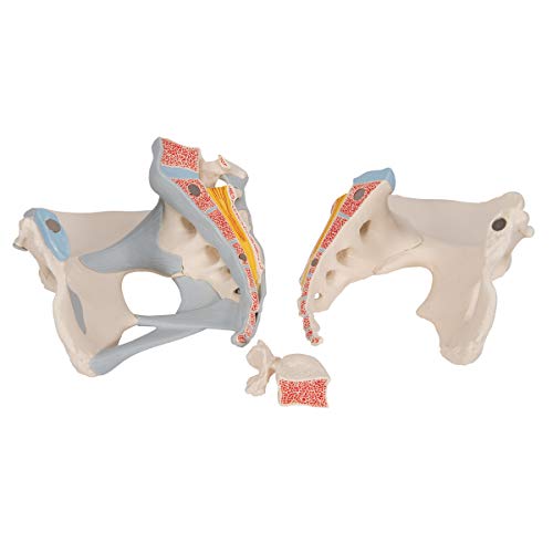 3B Scientific H20/2 Modelo de anatomía humana Pelvis Femenina Con Ligamentos, 3, Partes + software de anatomía gratuito - 3B Smart Anatomy