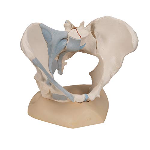 3B Scientific H20/2 Modelo de anatomía humana Pelvis Femenina Con Ligamentos, 3, Partes + software de anatomía gratuito - 3B Smart Anatomy