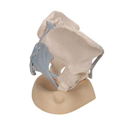 3B Scientific H20/2 Modelo de anatomía humana Pelvis Femenina Con Ligamentos, 3, Partes + software de anatomía gratuito - 3B Smart Anatomy