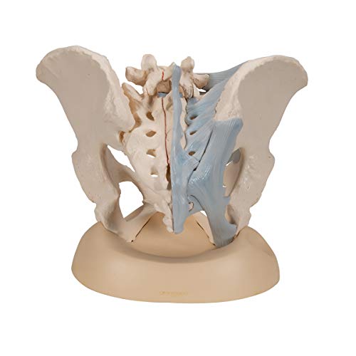 3B Scientific H20/2 Modelo de anatomía humana Pelvis Femenina Con Ligamentos, 3, Partes + software de anatomía gratuito - 3B Smart Anatomy