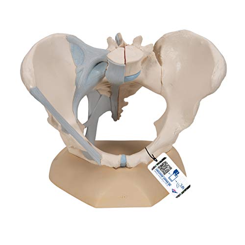 3B Scientific H20/2 Modelo de anatomía humana Pelvis Femenina Con Ligamentos, 3, Partes + software de anatomía gratuito - 3B Smart Anatomy