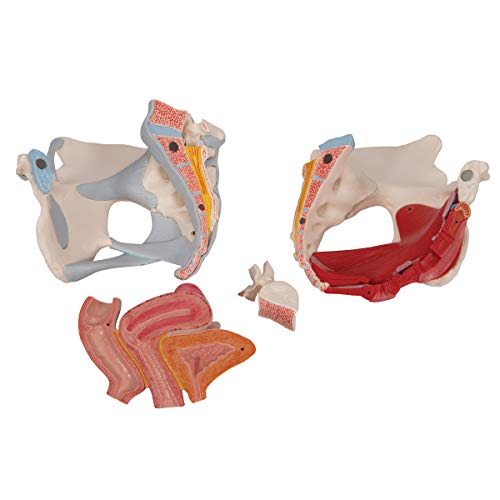 3B Scientific H20/3 Modelo de anatomía humana Pelvis Femenina Con Ligamentos, Con Sección Media Sagital + software de anatomía gratuito - 3B Smart Anatomy