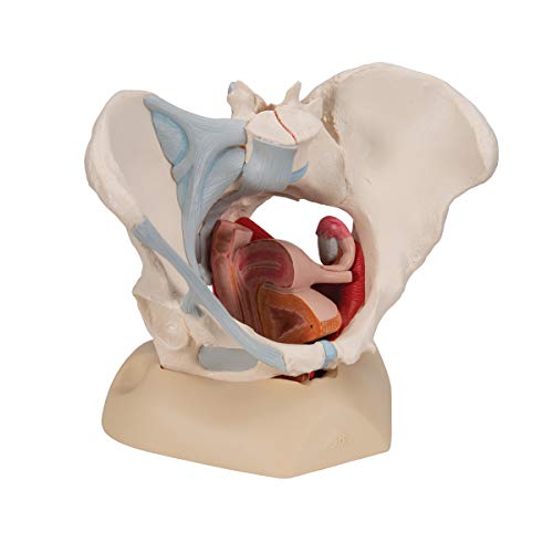 3B Scientific H20/3 Modelo de anatomía humana Pelvis Femenina Con Ligamentos, Con Sección Media Sagital + software de anatomía gratuito - 3B Smart Anatomy