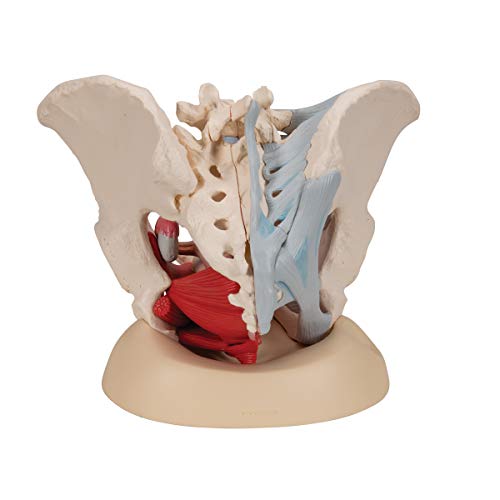 3B Scientific H20/3 Modelo de anatomía humana Pelvis Femenina Con Ligamentos, Con Sección Media Sagital + software de anatomía gratuito - 3B Smart Anatomy