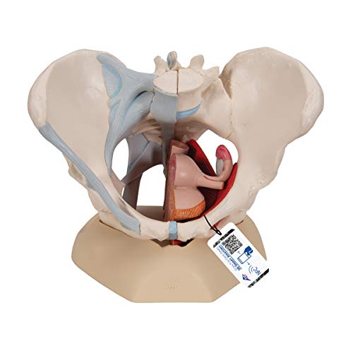 3B Scientific H20/3 Modelo de anatomía humana Pelvis Femenina Con Ligamentos, Con Sección Media Sagital + software de anatomía gratuito - 3B Smart Anatomy