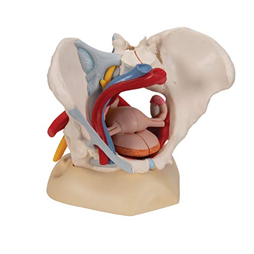 3B Scientific H20/4 Modelo Anatómico Humano - Pelvis Femenina Con Ligamentos, Vasos, Nervios, Piso Pélvi y Órganos + Software de Anatomía - 3B Smart Anatomy