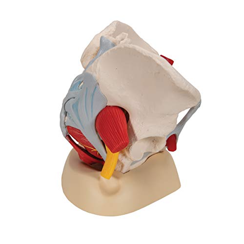 3B Scientific H20/4 Modelo Anatómico Humano - Pelvis Femenina Con Ligamentos, Vasos, Nervios, Piso Pélvi y Órganos + Software de Anatomía - 3B Smart Anatomy