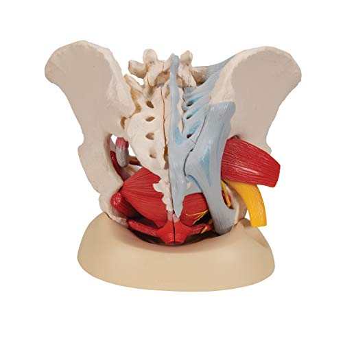 3B Scientific H20/4 Modelo Anatómico Humano - Pelvis Femenina Con Ligamentos, Vasos, Nervios, Piso Pélvi y Órganos + Software de Anatomía - 3B Smart Anatomy