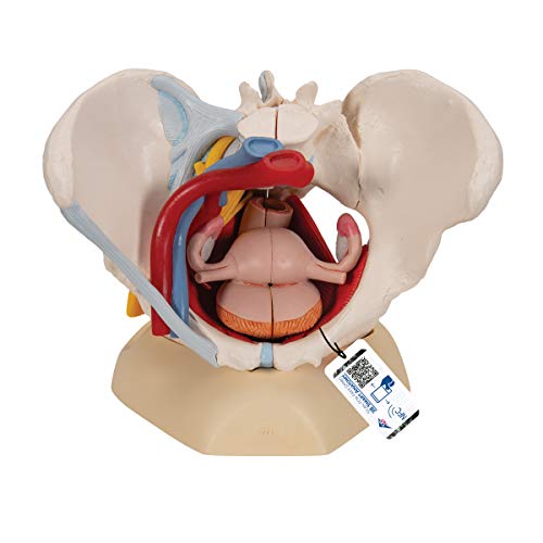 3B Scientific H20/4 Modelo Anatómico Humano - Pelvis Femenina Con Ligamentos, Vasos, Nervios, Piso Pélvi y Órganos + Software de Anatomía - 3B Smart Anatomy