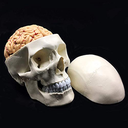 8-Parte de tamaño natural Cráneo con Cerebro Modelo anatómico anatomía de visualización Ciencia Estudio Aula de Docencia Médica Modelo 8.3x 5.9 X 7.5