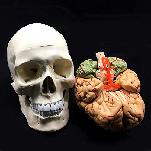 8-Parte de tamaño natural Cráneo con Cerebro Modelo anatómico anatomía de visualización Ciencia Estudio Aula de Docencia Médica Modelo 8.3x 5.9 X 7.5