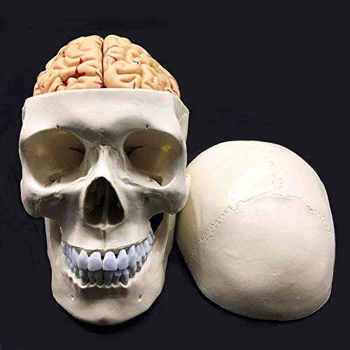 8-Parte de tamaño natural Cráneo con Cerebro Modelo anatómico anatomía de visualización Ciencia Estudio Aula de Docencia Médica Modelo 8.3x 5.9 X 7.5