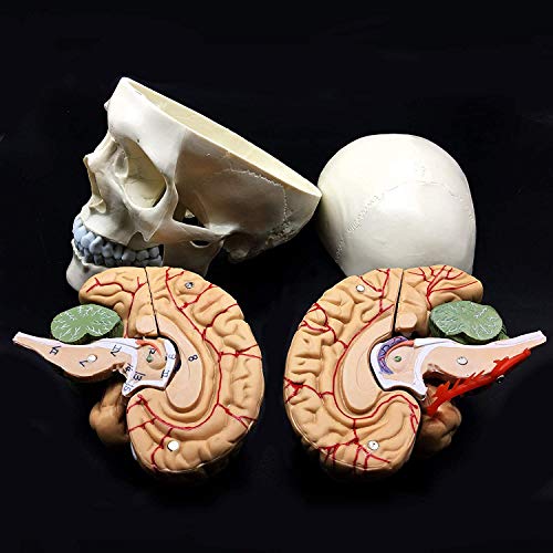 8-Parte de tamaño natural Cráneo con Cerebro Modelo anatómico anatomía de visualización Ciencia Estudio Aula de Docencia Médica Modelo 8.3x 5.9 X 7.5