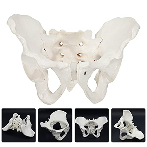 iplusmile Modelo de Pelvis Femenino Modelo de Cadera Modelo de Anatomía de Hueso de Cadera Modelo Pélvico Femenino Modelo Anatómico