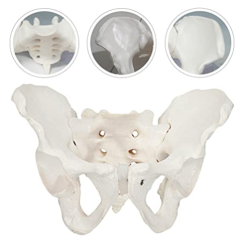 iplusmile Modelo de Pelvis Femenino Modelo de Cadera Modelo de Anatomía de Hueso de Cadera Modelo Pélvico Femenino Modelo Anatómico