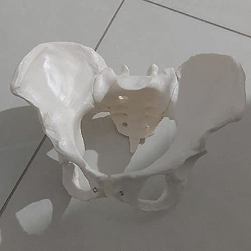 iplusmile Modelo de Pelvis Femenino Modelo de Cadera Modelo de Anatomía de Hueso de Cadera Modelo Pélvico Femenino Modelo Anatómico