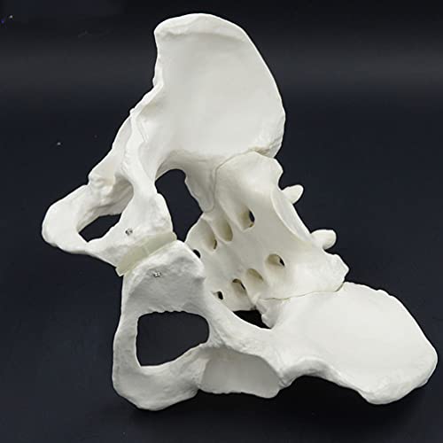 iplusmile Modelo de Pelvis Femenino Modelo de Cadera Modelo de Anatomía de Hueso de Cadera Modelo Pélvico Femenino Modelo Anatómico