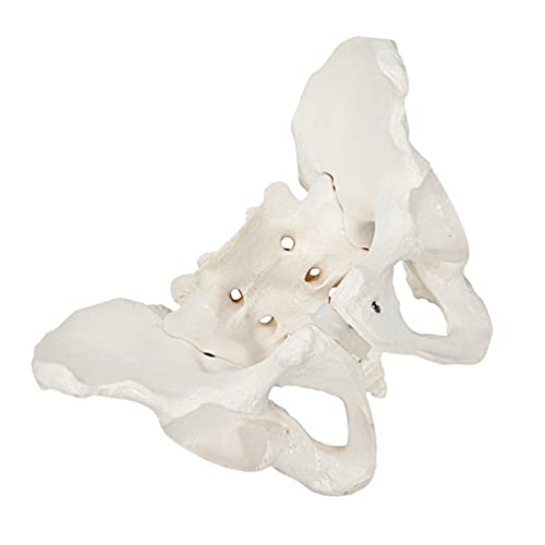 iplusmile Modelo de Pelvis Femenino Modelo de Cadera Modelo de Anatomía de Hueso de Cadera Modelo Pélvico Femenino Modelo Anatómico