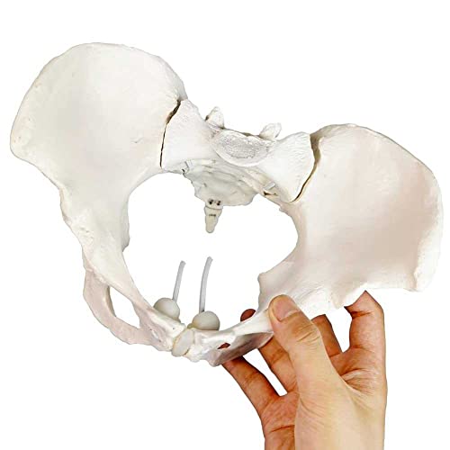 LALEO Modelo de pelvis femenina, modelo de cadera - modelo de anatomía femenina, modelo pélvico de hueso de cadera modelo anatómico femenino